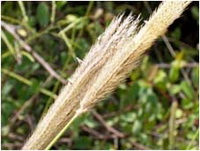 ภาพที่2 Chloris virgata Sw.